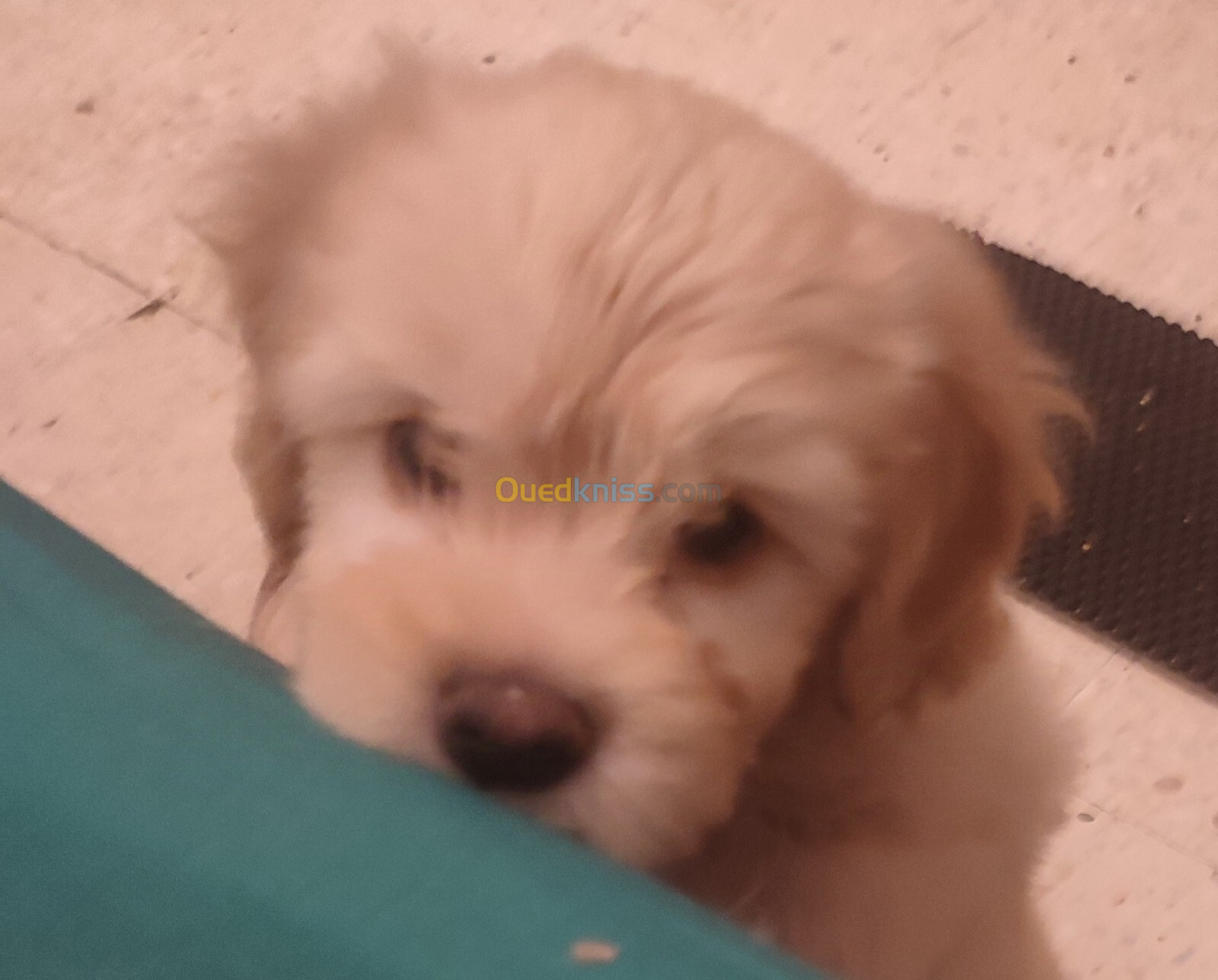 Vend chiot bichon Maltais nain très beau et câlin