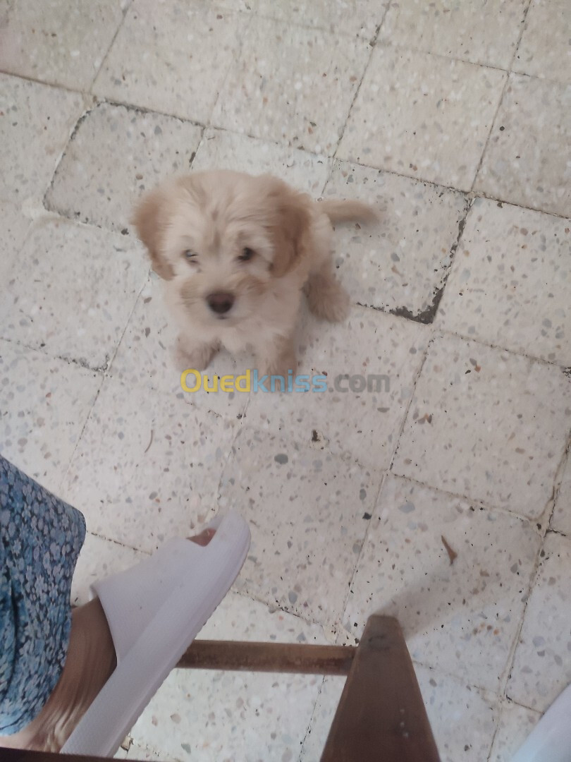 Vend chiot bichon Maltais nain très beau et câlin