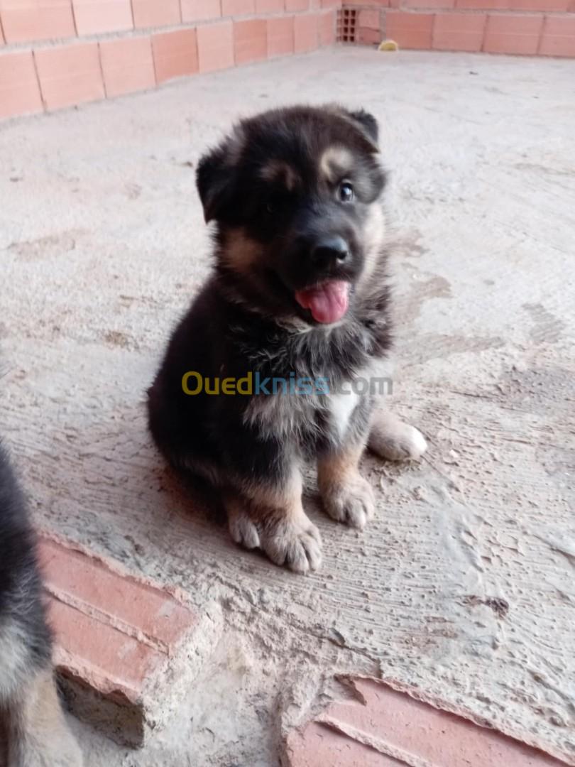 Croisé berger allemand et husky 