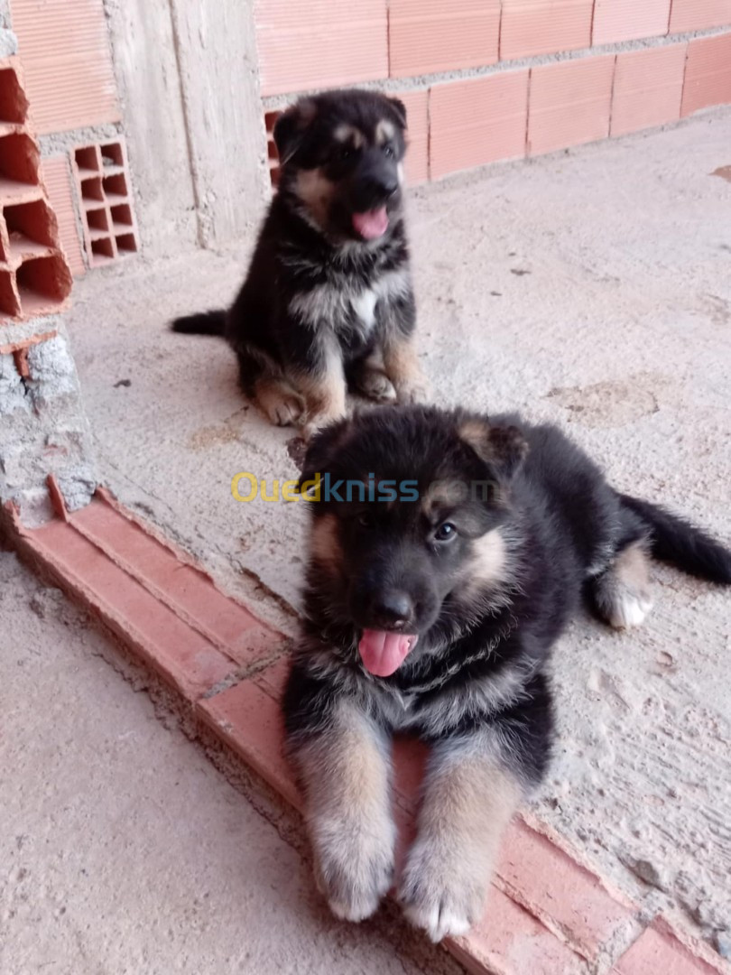 Croisé berger allemand et husky 