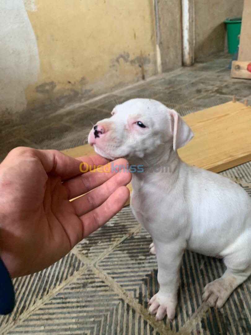 Dogue argentin 