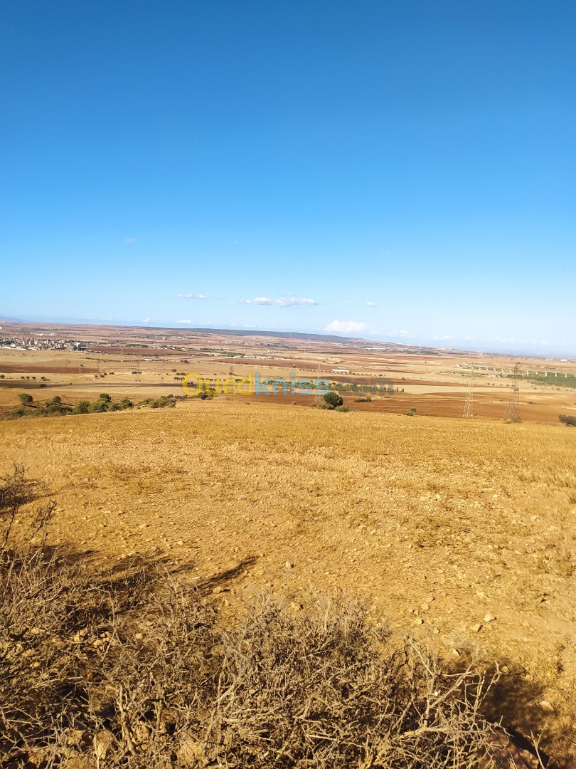 Vente Terrain Agricole Mascara Zahana