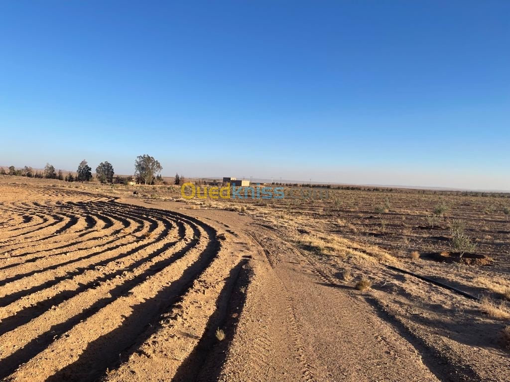 Vente Terrain Agricole Laghouat Tadjemout