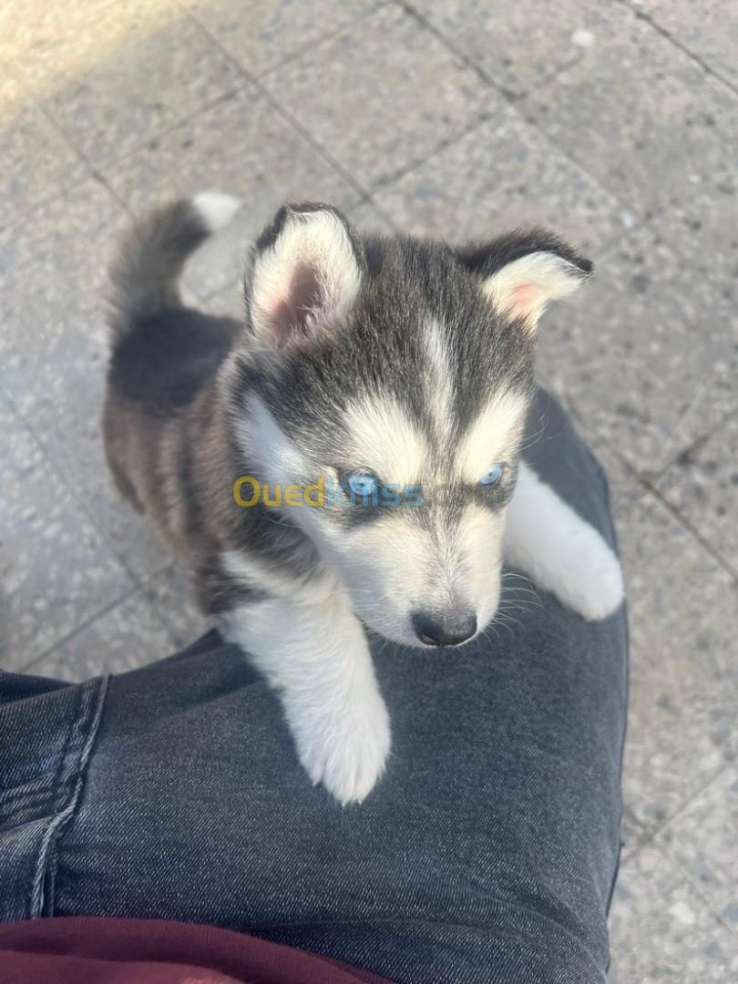 Husky 40 jours femmal 