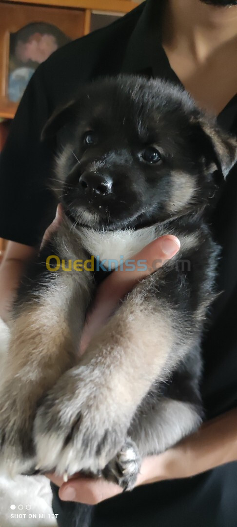 Disponible 2chiot husky croisé berger   mâle /femelle