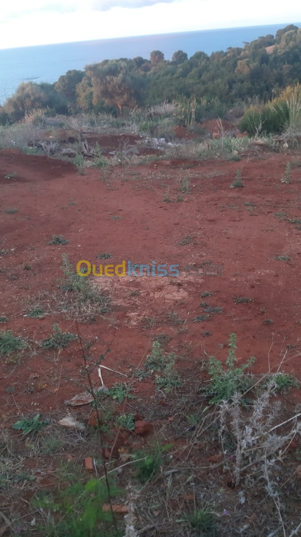 Vente Terrain Tipaza Ain tagourait