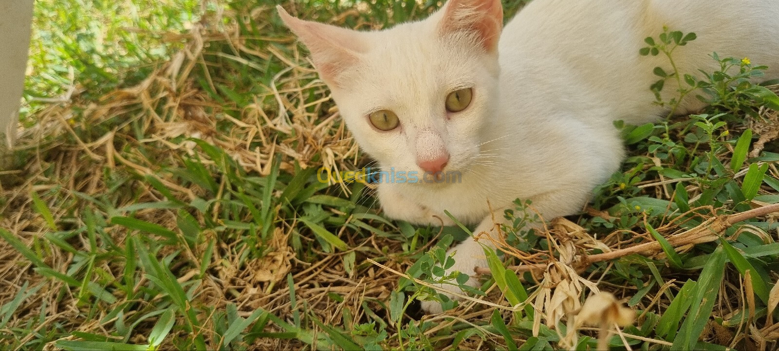 Chat Angora turc gratuit 