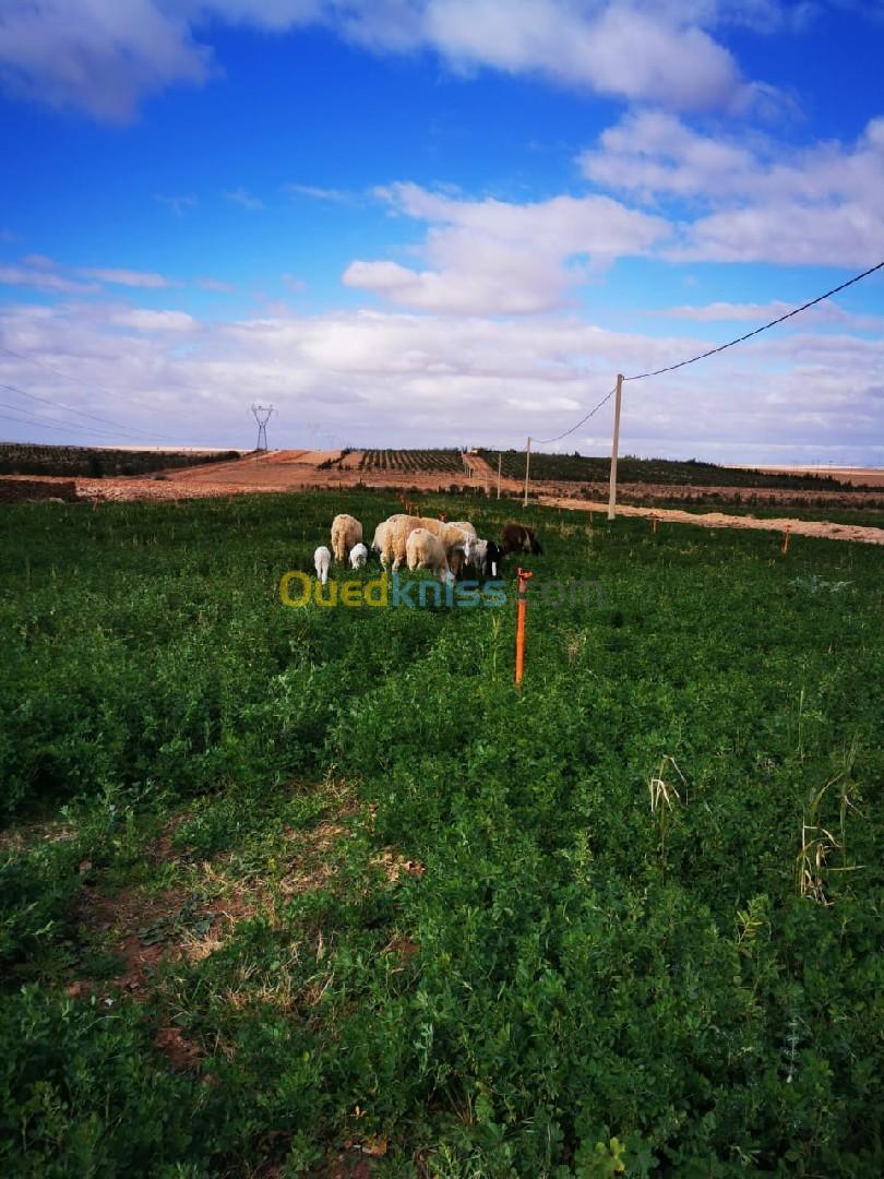 Vente Terrain Agricole Djelfa Ain oussara