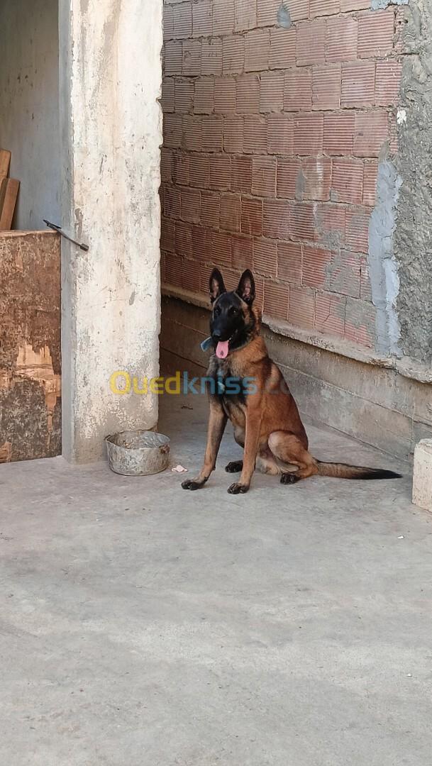 Un malinois bezzaf chbab