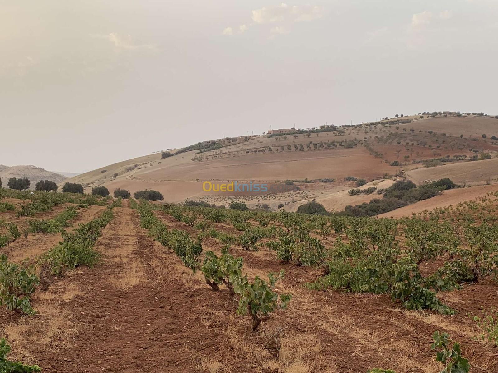 Vente Terrain Agricole Mascara El keurt