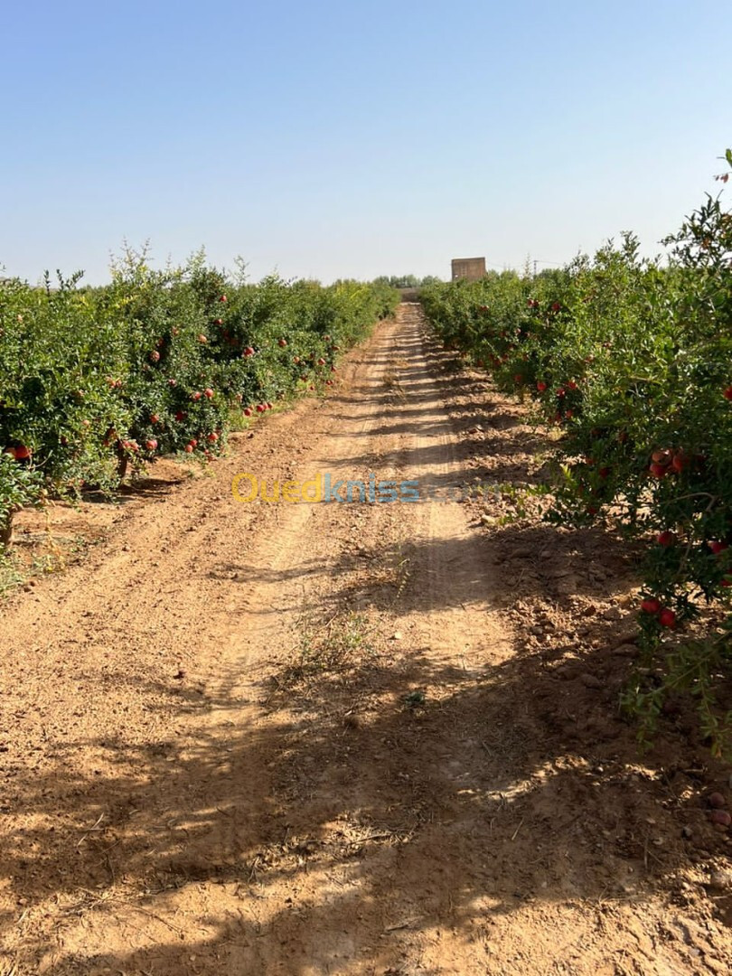 Vente Terrain Agricole Oran Oran