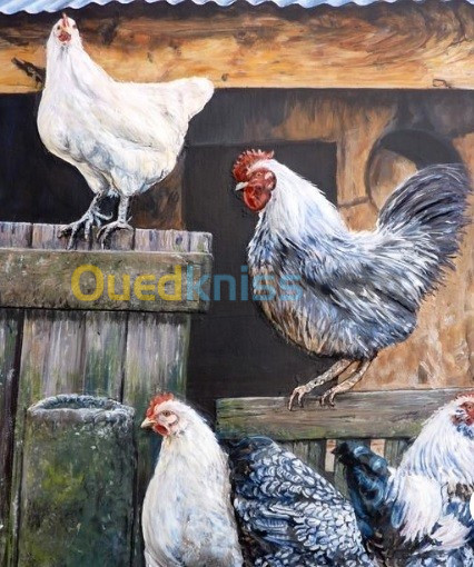 Poules Arabes دجاج عرب بيوض