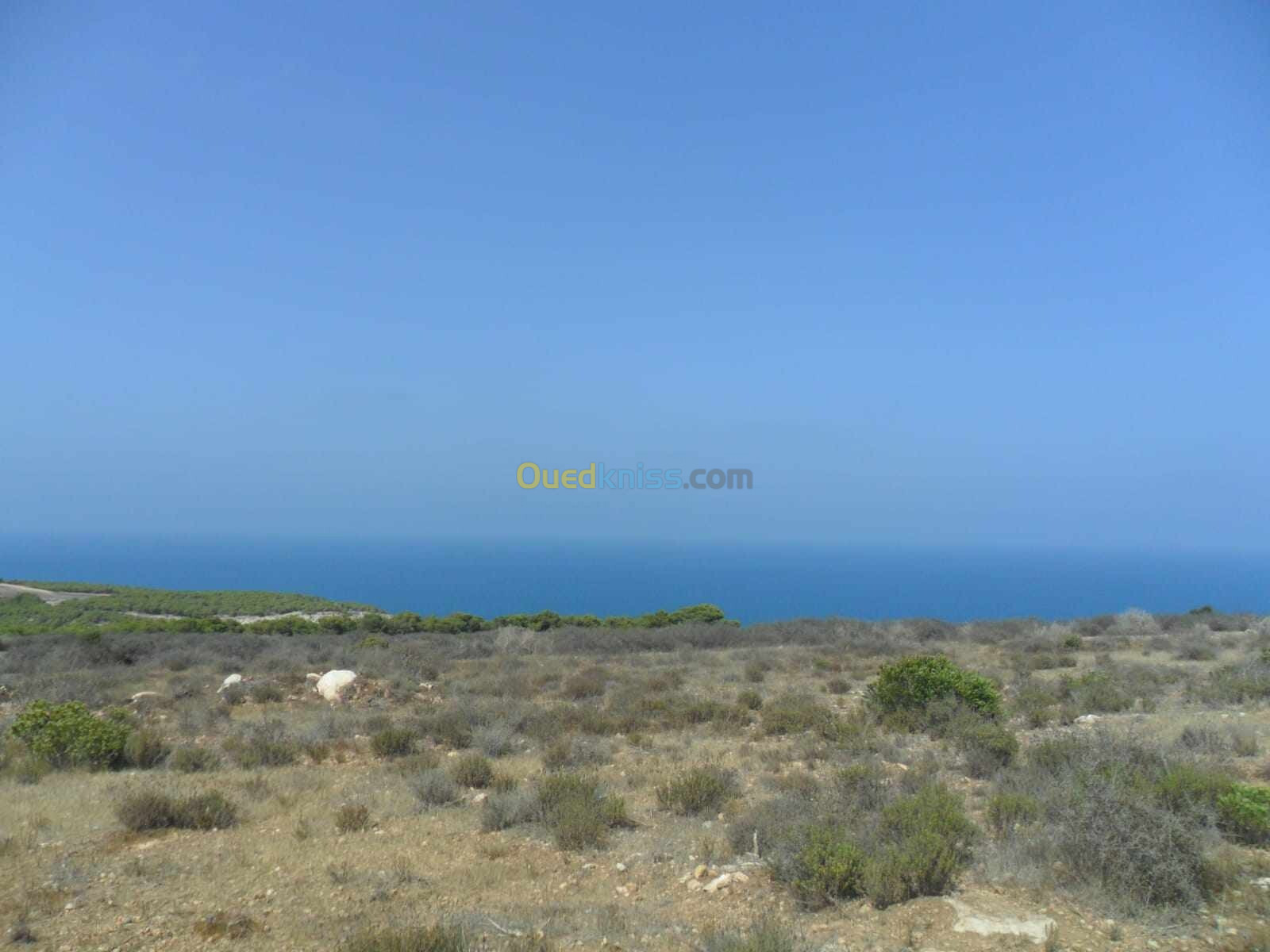 Vente Terrain Agricole Tlemcen Marsa ben mhidi