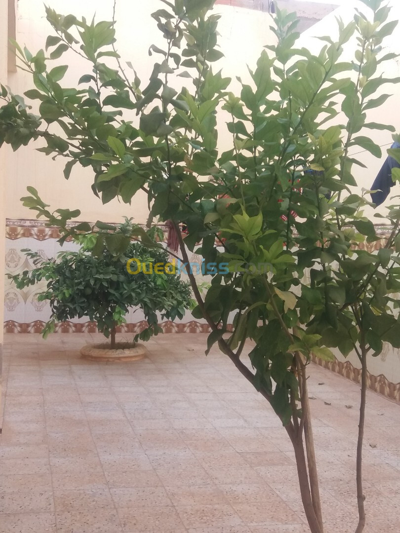 Vente Niveau De Villa F4 Laghouat El assafia