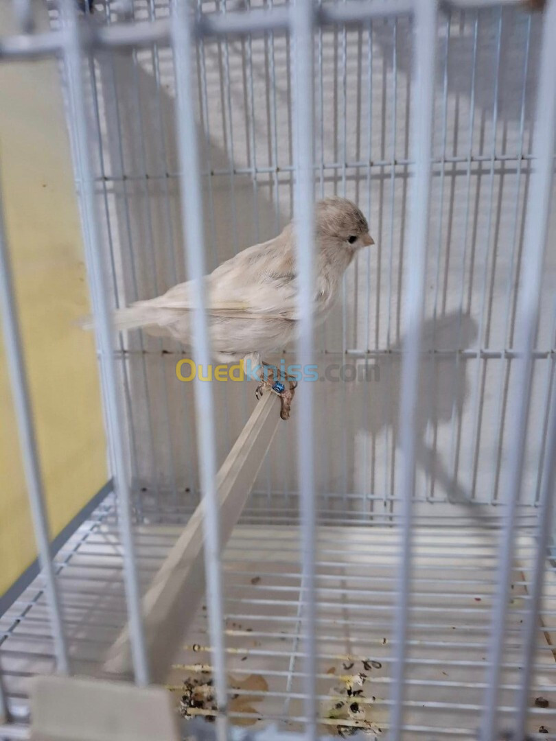 canari onyx