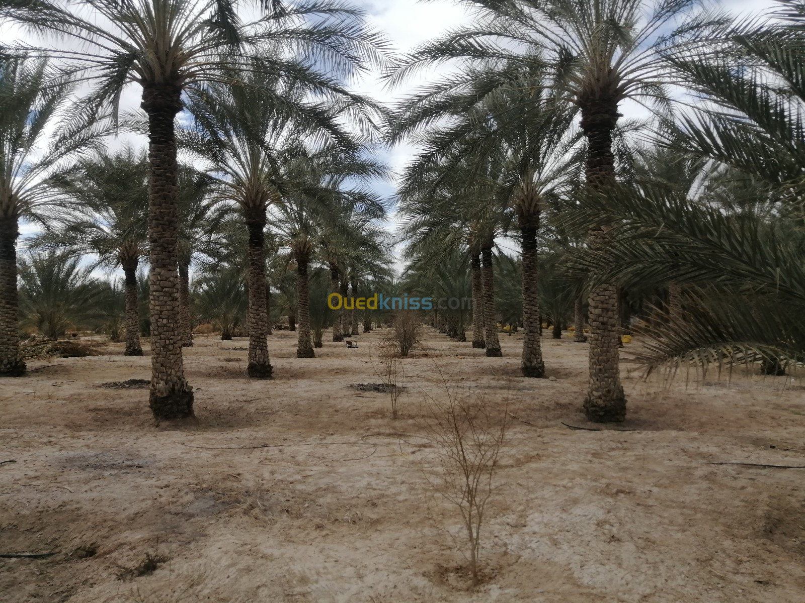 Vente Terrain Agricole Biskra Tolga