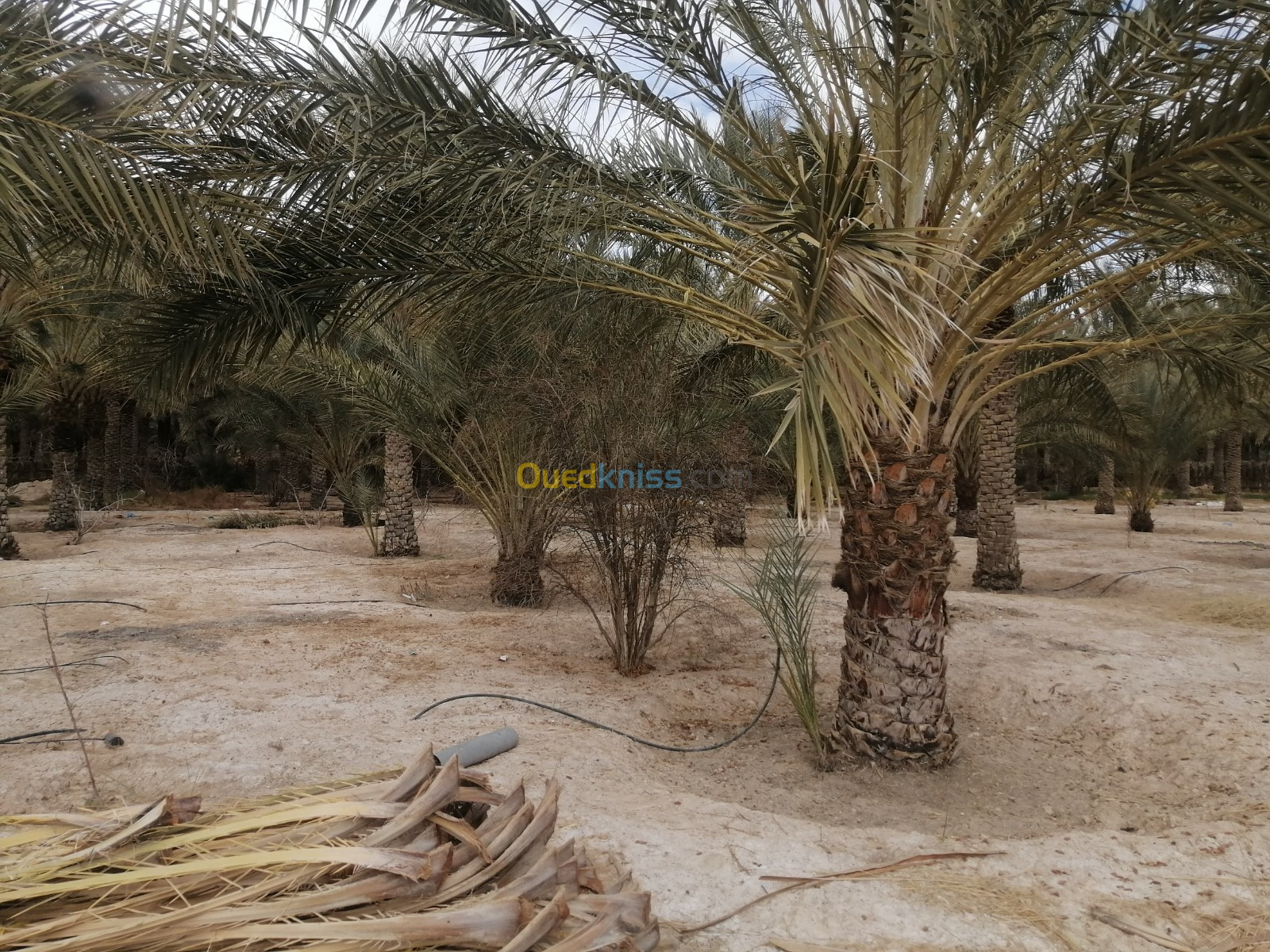 Vente Terrain Agricole Biskra Tolga