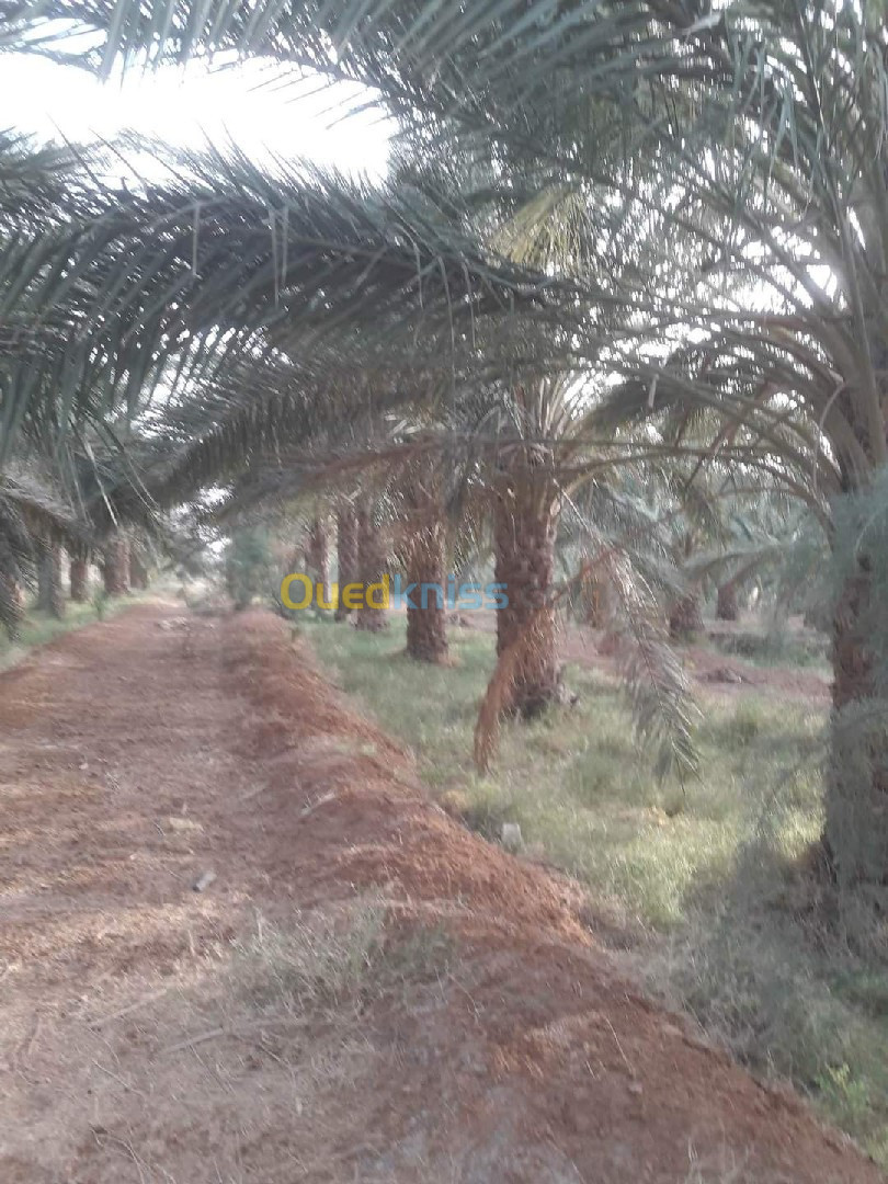 Vente Terrain Agricole Biskra El haouch