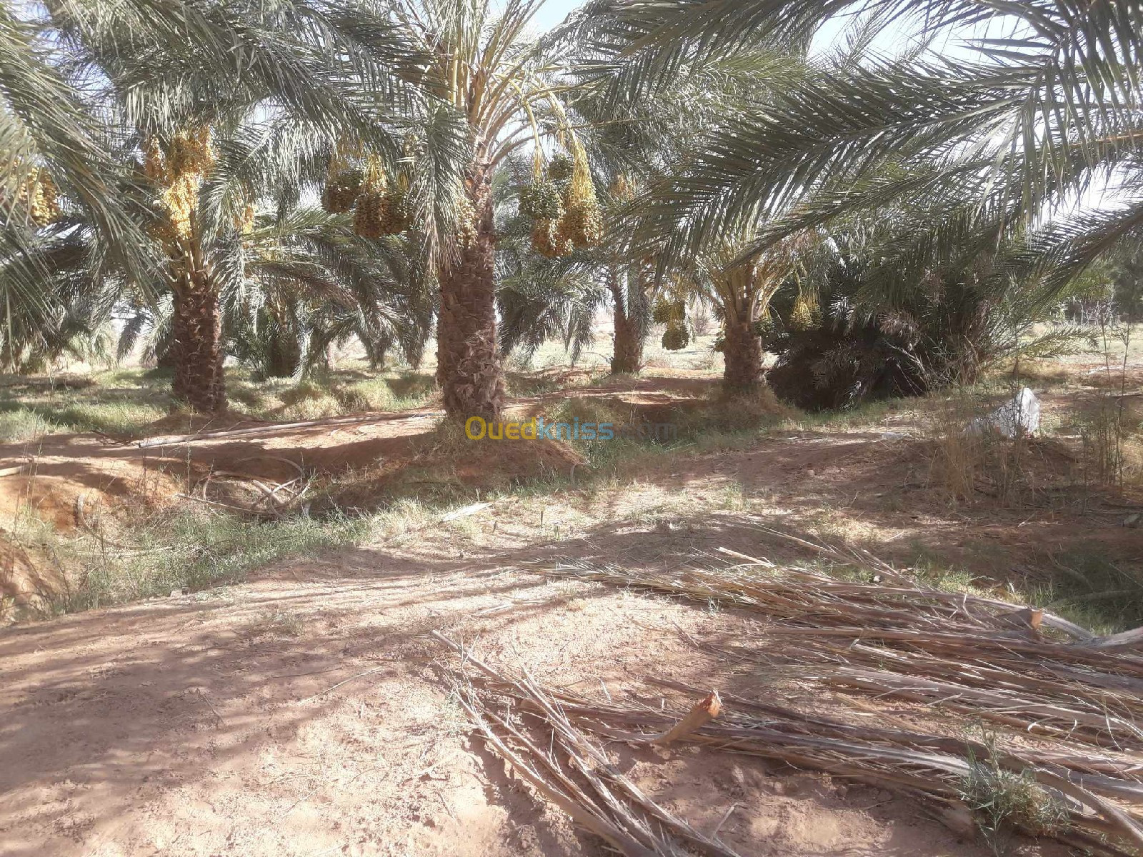 Vente Terrain Agricole Biskra El haouch