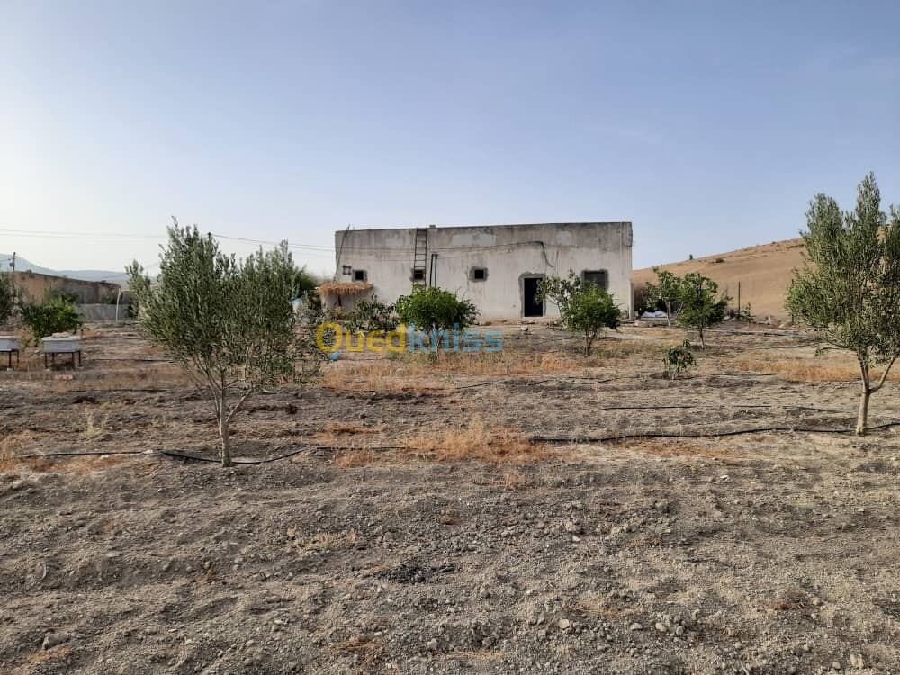 Vente Terrain Agricole Sidi Bel Abbès Tessala