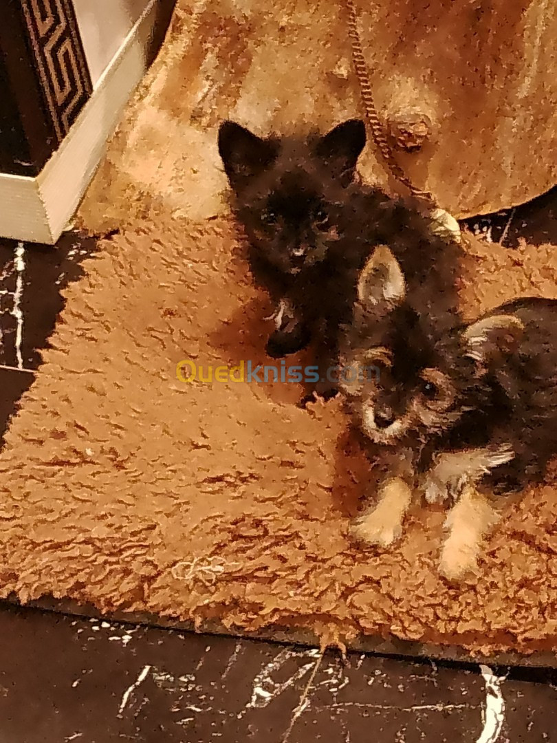 Chiots yorkshir et pomeranien nain 