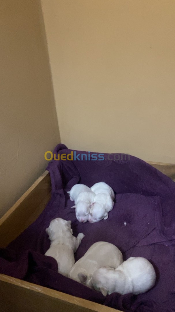 Chiots bichon maltais nain 