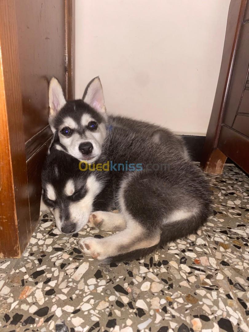 Deux chiots husky (male et female )