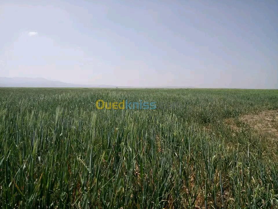 Vente Terrain Agricole Aïn Témouchent Hammam bouhadjar