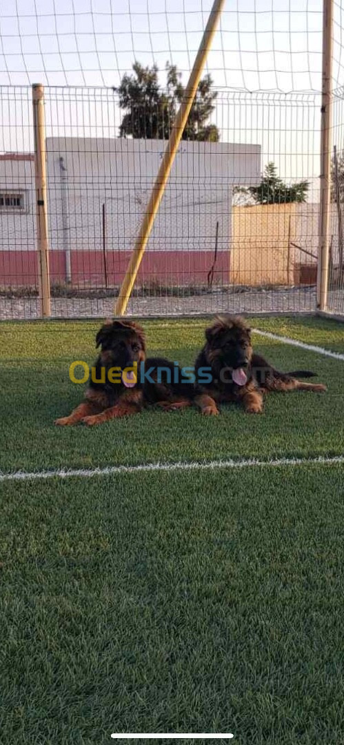 Chiots berger allemand