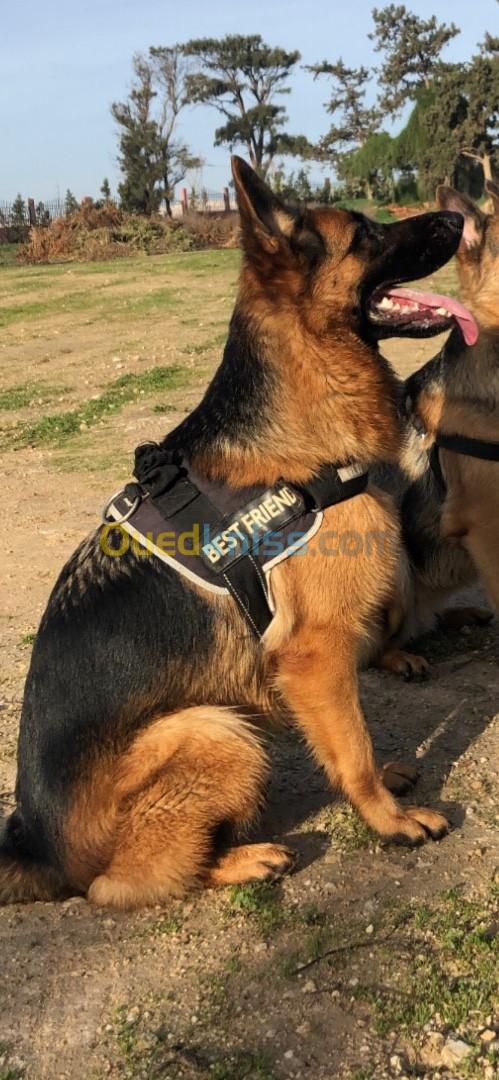 Chiots berger allemand 