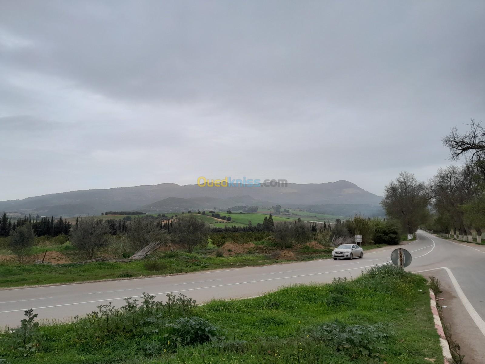 Vente Terrain Agricole Tipaza Sidi amar