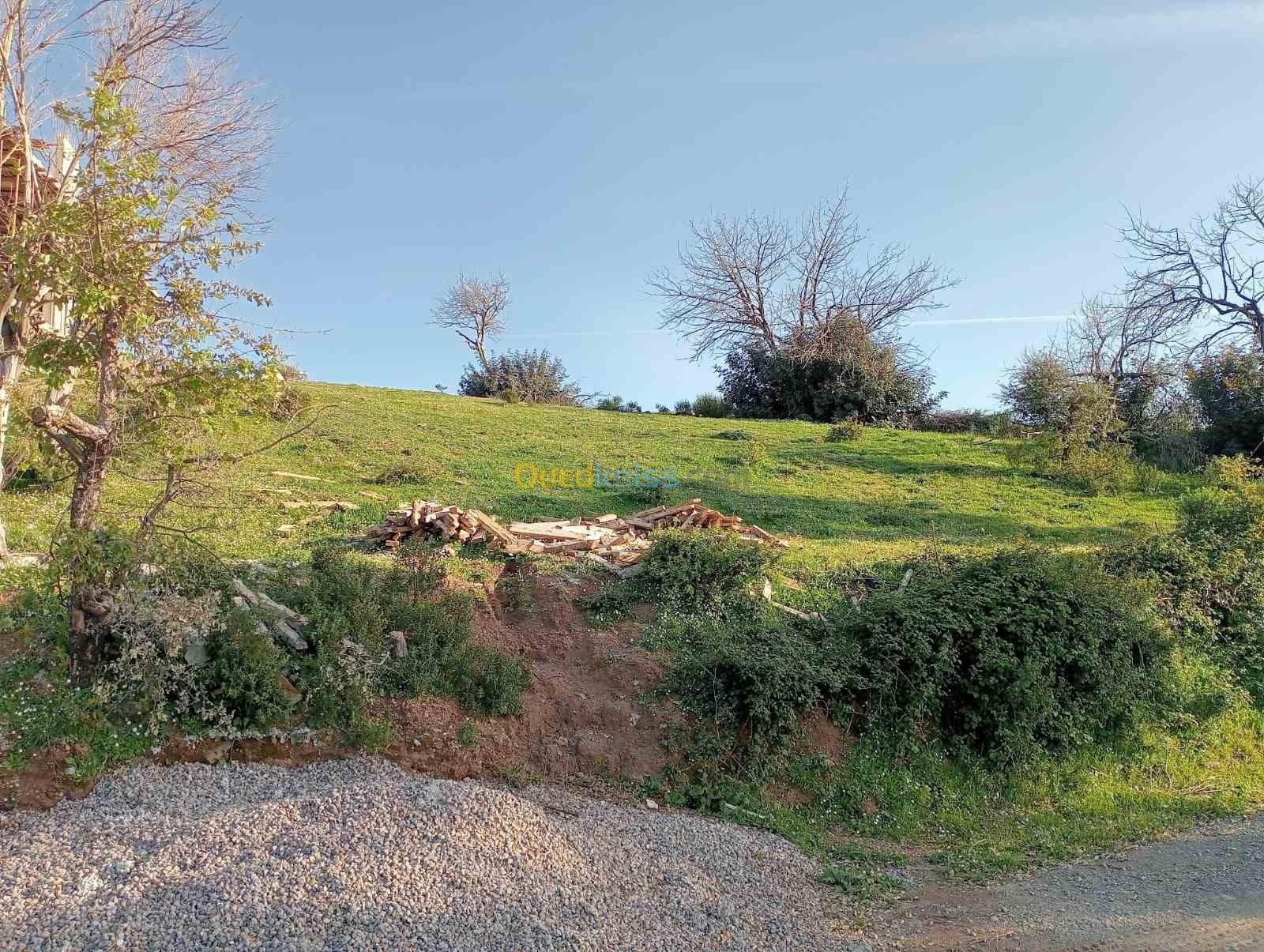 Vente Terrain Boumerdès Beni amrane