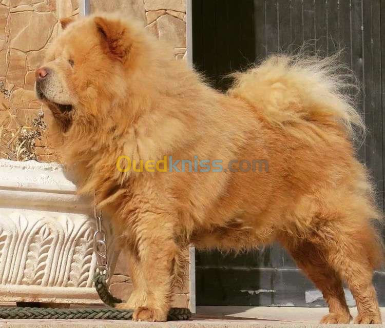 Couple chow chow 