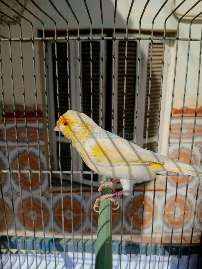 Canari satiné mosaïque