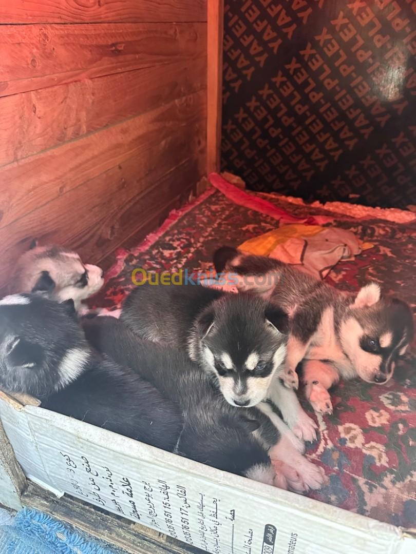 Husky sibérien 35 jours 