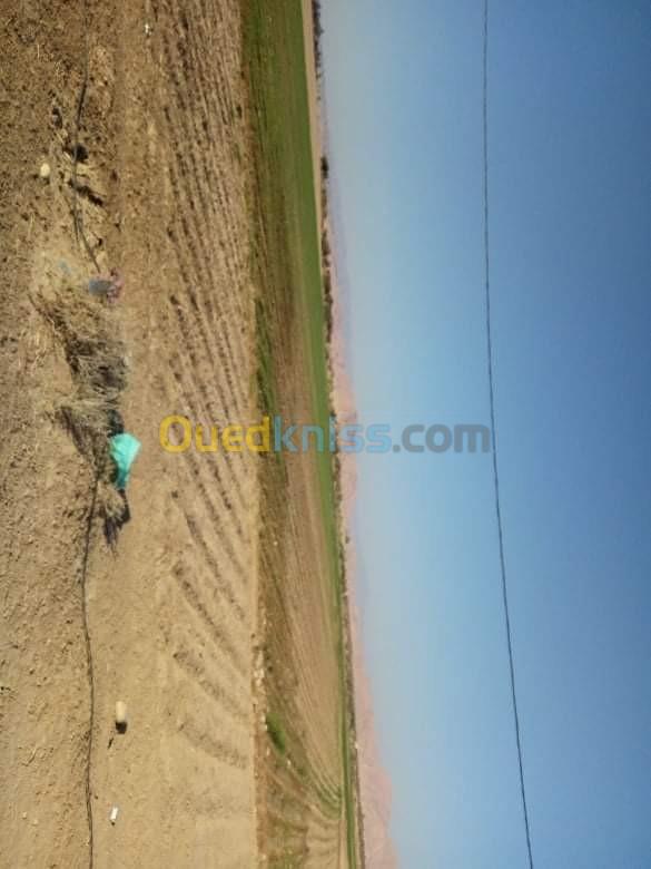 Vente Terrain Agricole Biskra Sidi okba