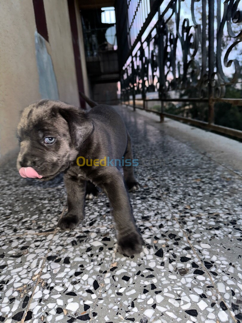 Chiot cane corso