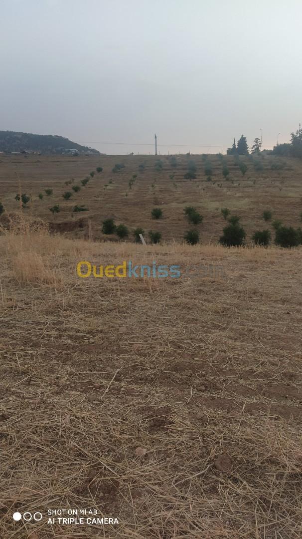 Vente Terrain Relizane Oued rhiou