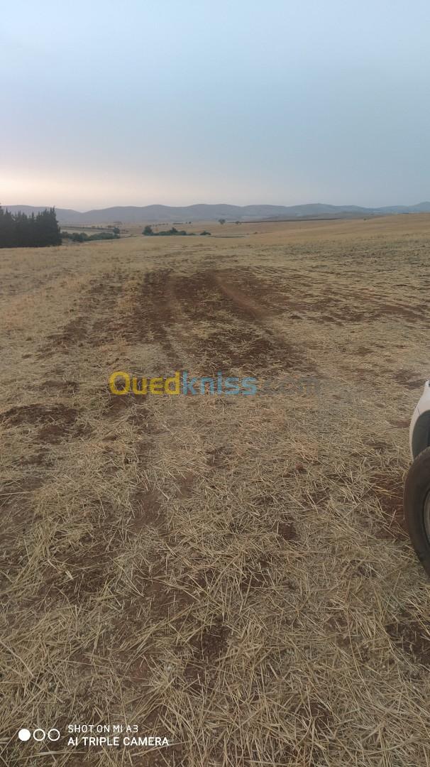 Vente Terrain Relizane Oued rhiou