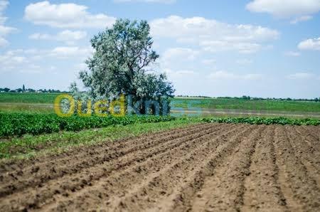 Vente Terrain Agricole Tipaza Tipaza