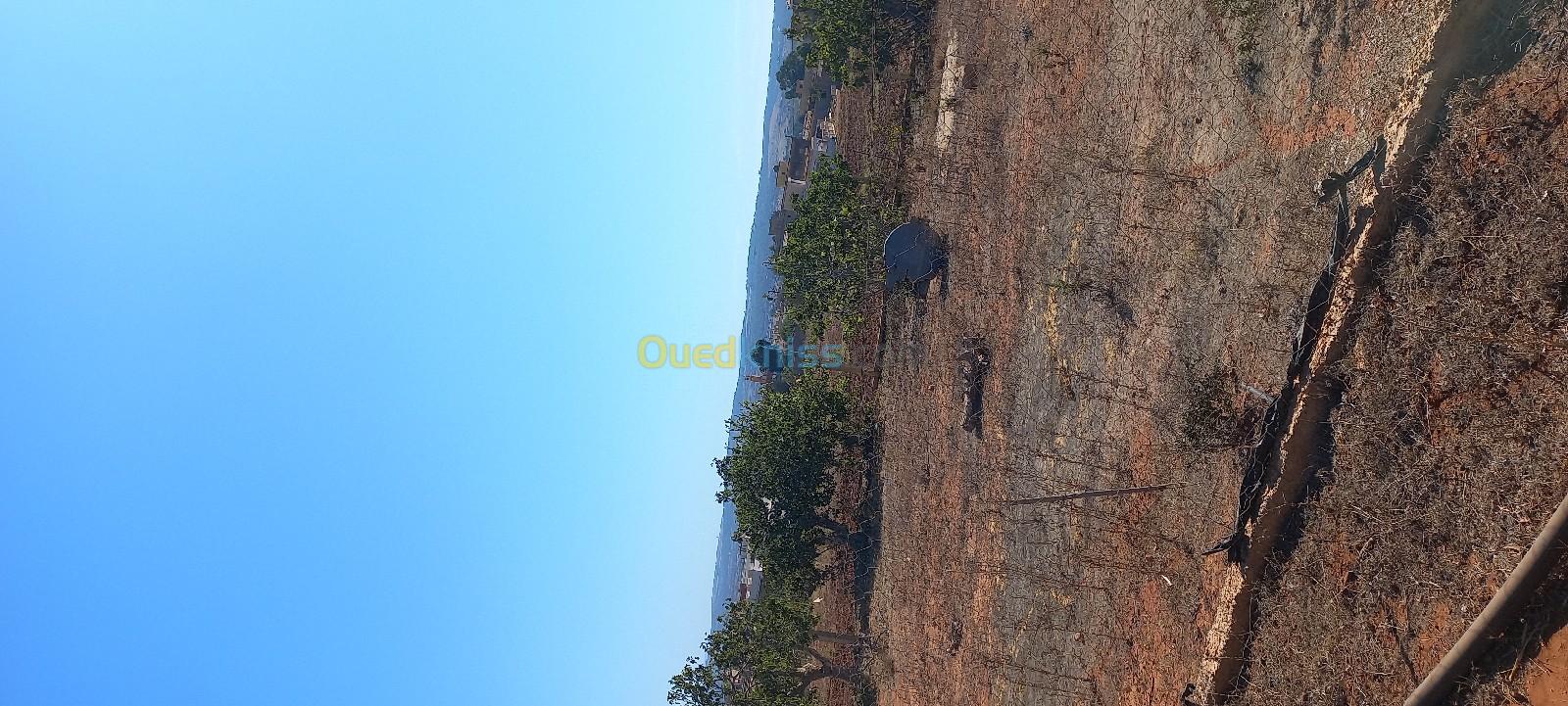 Vente Terrain Mostaganem Hadjadj