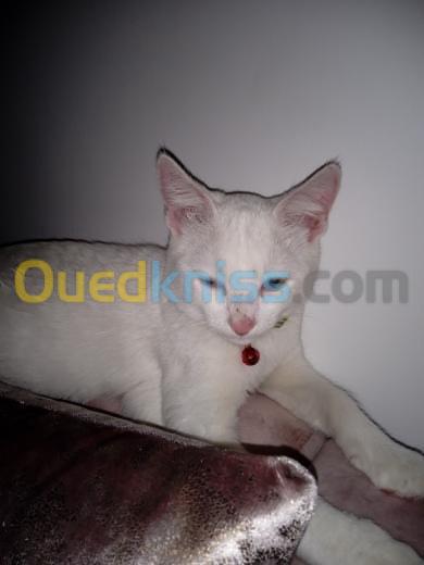 Chat mâle angora 