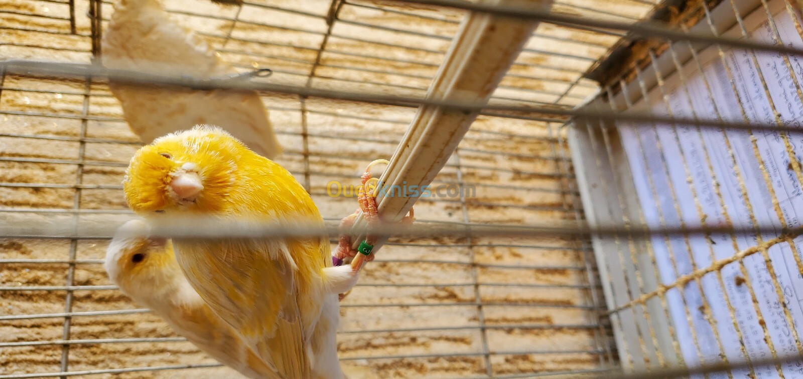 2 Canaris satinés et 1 canari mosaïque 