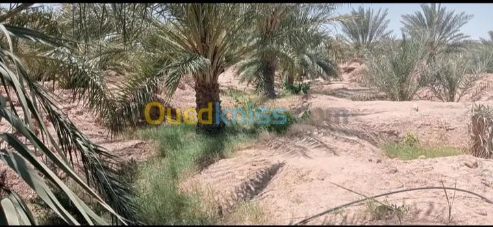 Vente Terrain Agricole Biskra El ghrous