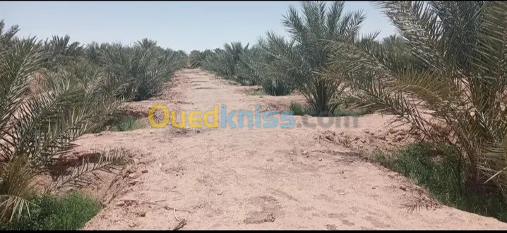 Vente Terrain Agricole Biskra El ghrous