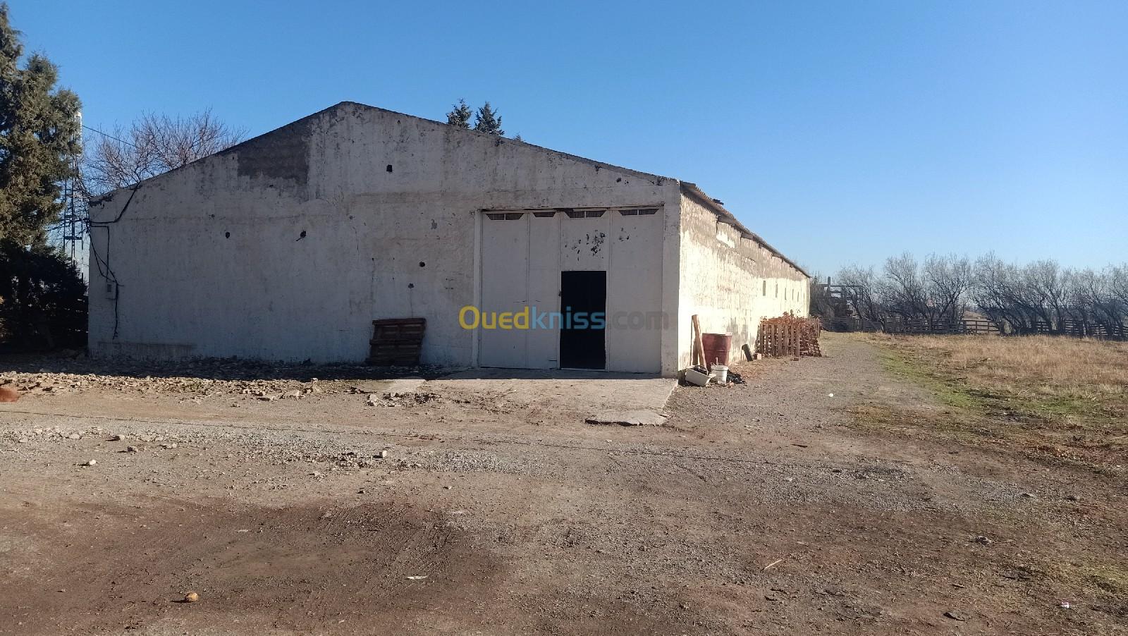 Location Hangar Sétif Guelal