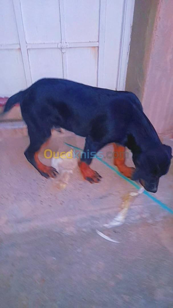 Chiot rottweiler 