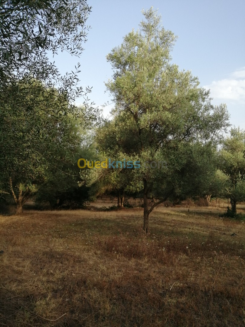 Vente Terrain Agricole Jijel Taher