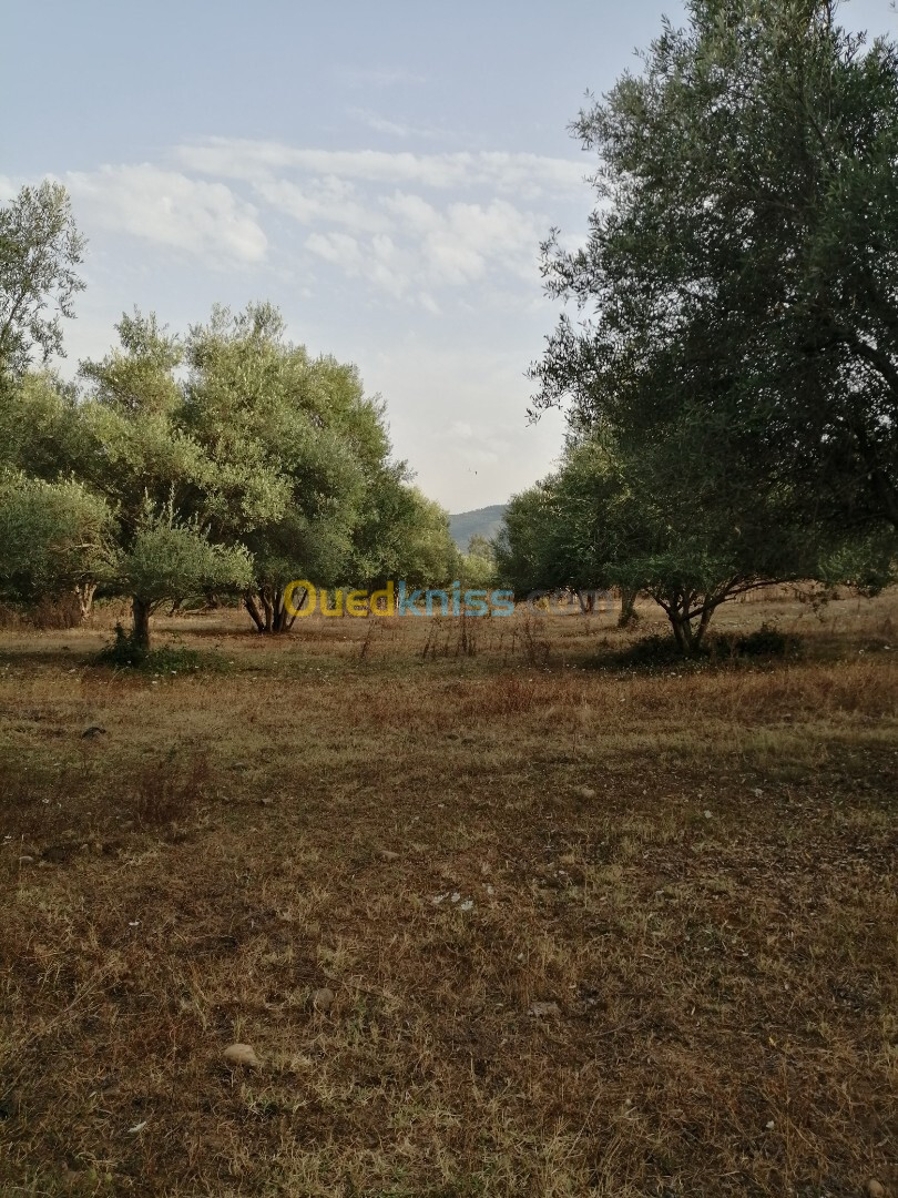 Vente Terrain Agricole Jijel Taher