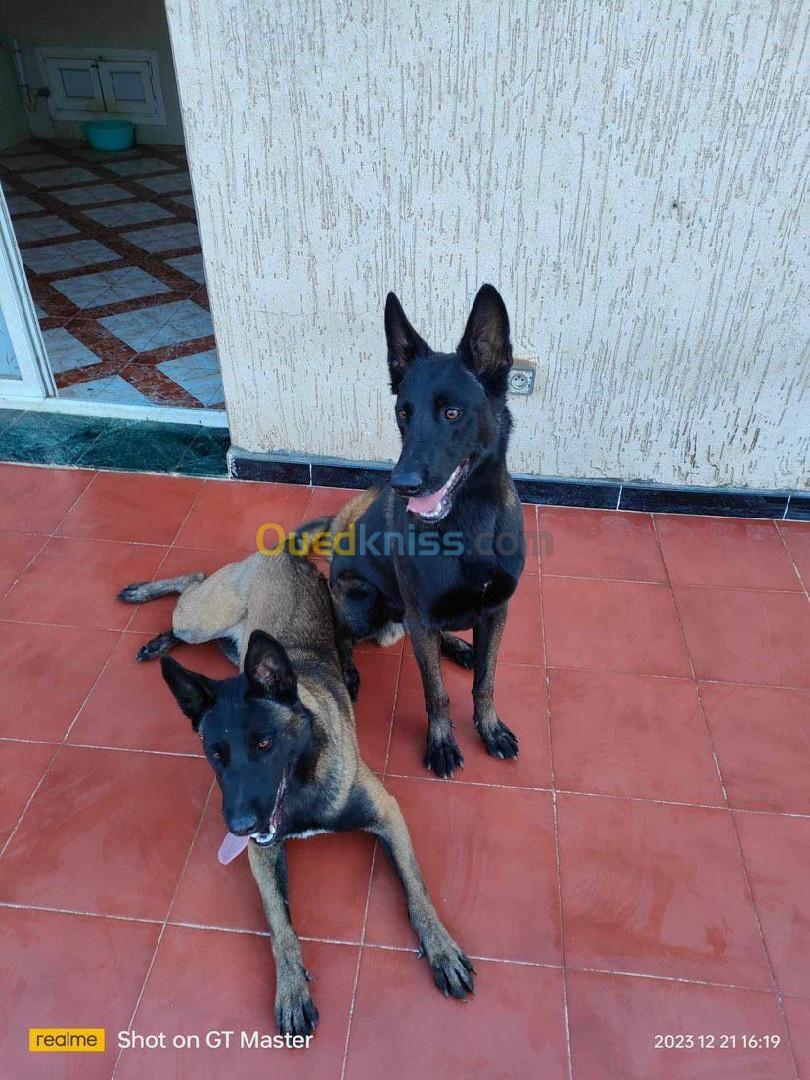 Malinois charbonné female très adorable 